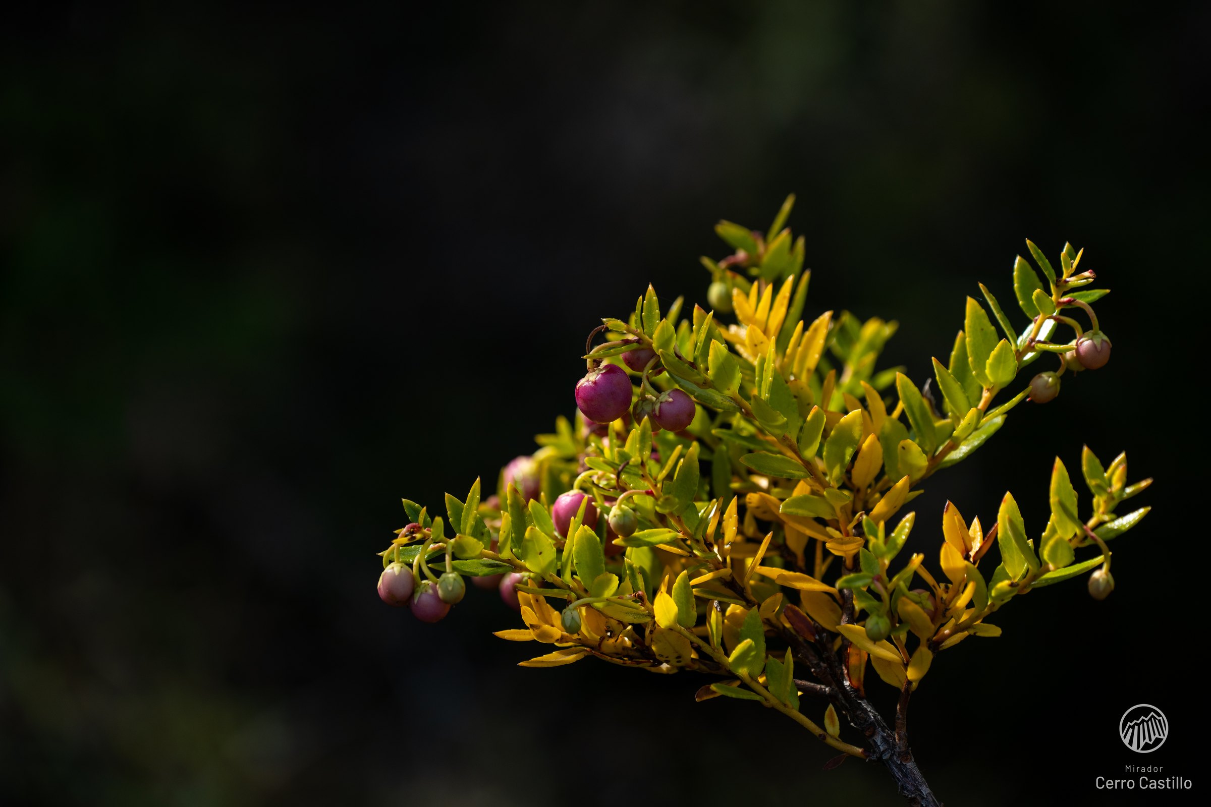Chaura silvestre con frutos rosados nativos